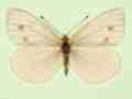 Pieris napi female (aberrant form fuscosignata 3) (Internet Image property of respective owner, non-commercial use only)